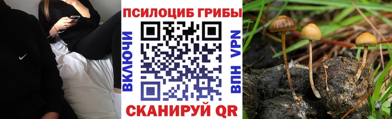 darknet как зайти  Гуково  Псилоцибиновые грибы Cubensis  купить  сайты 